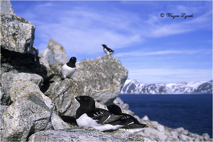 Dovekie Nesting Colony 102 by Dr. Wayne Lynch &copy;